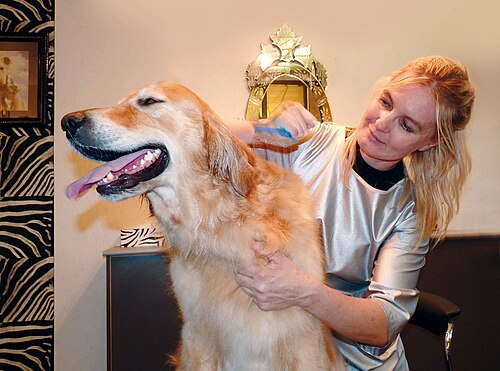 Pet grooming