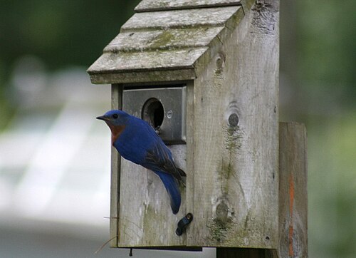Birdhouse