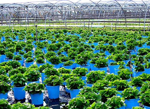 Plant nursery
