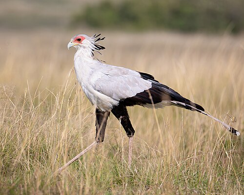 Secretarybird