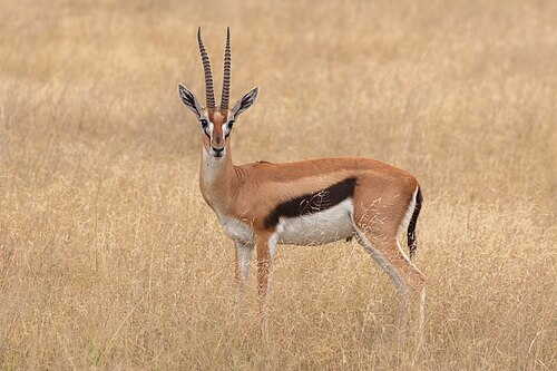 Thomson’s gazelle