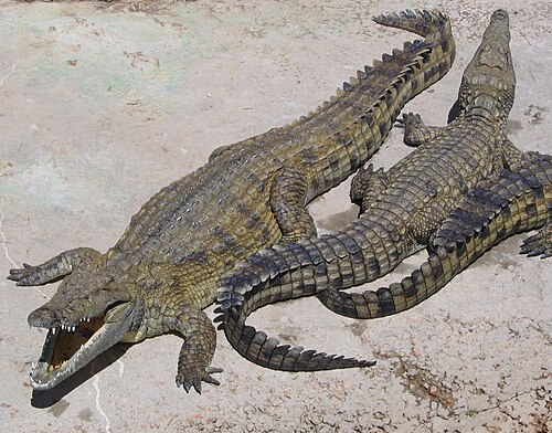 Nile crocodile