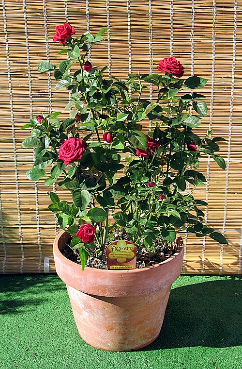 Wooden planter