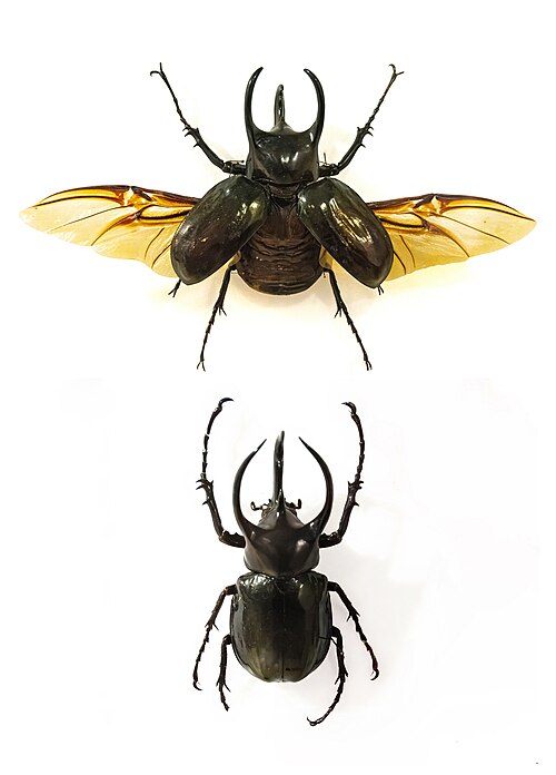 Atlas Beetle