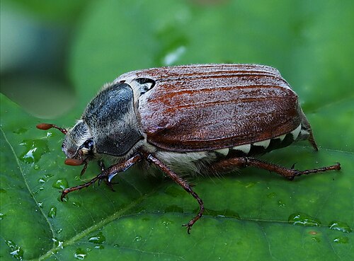 European Cockchafer