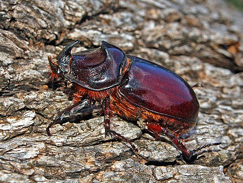 European Rhinoceros Beetle