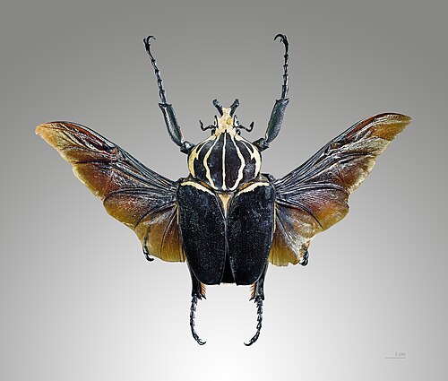 Goliath Beetle