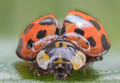 Harlequin Ladybird