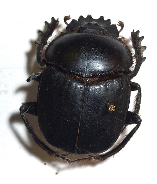 Sacred Scarab