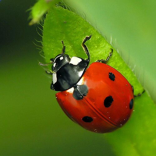 Seven-Spot Ladybird