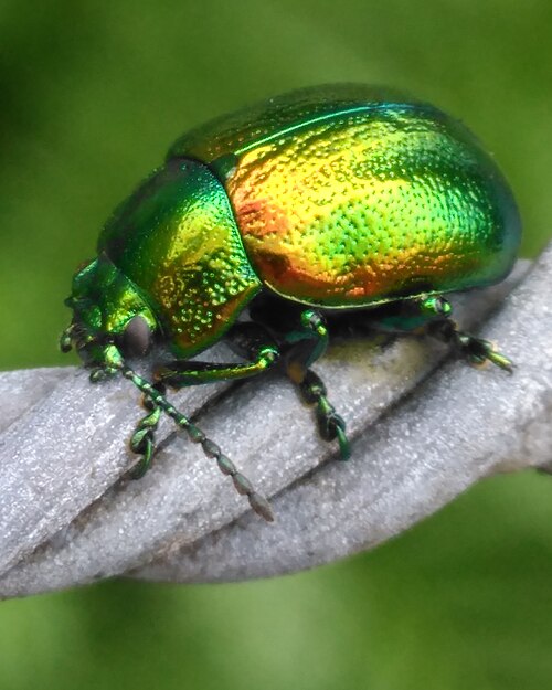 Tansy Beetle