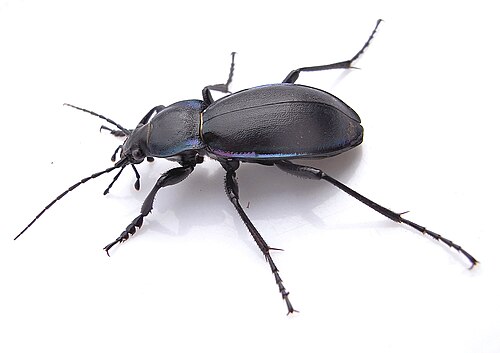 Violet Ground Beetle