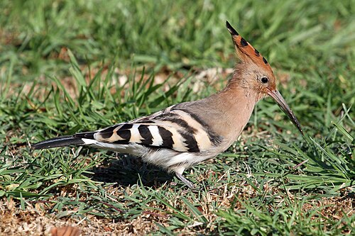 Hoopoe