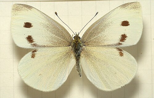 Cabbage White