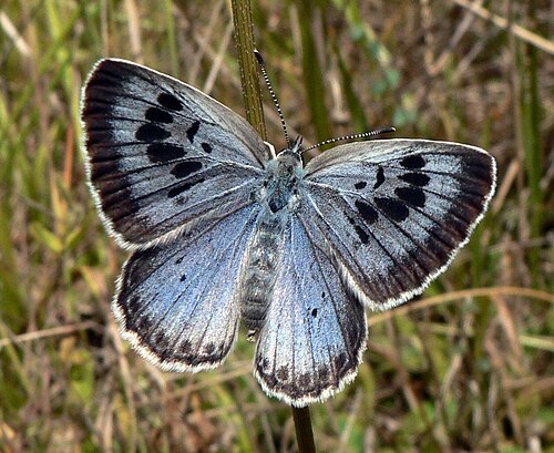 Large Blue