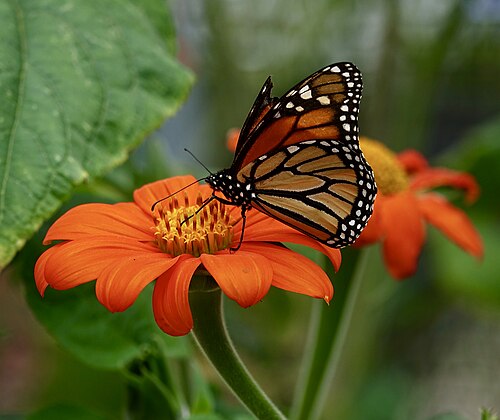 Monarch Butterfly