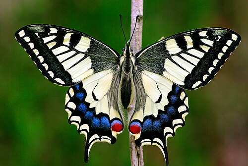Old World Swallowtail