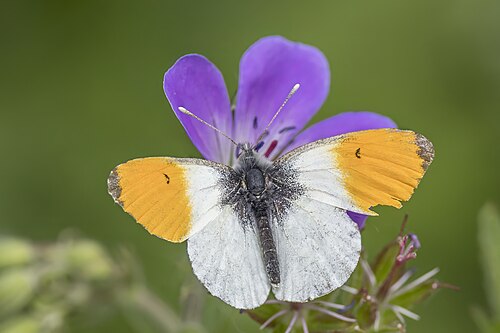 Orange Tip