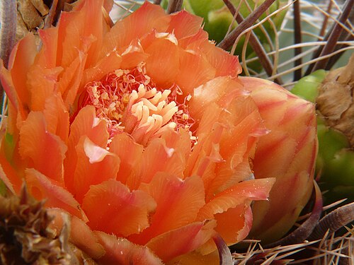 Arizona Barrel Cactus