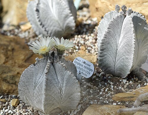 Bishop's Cap Cactus