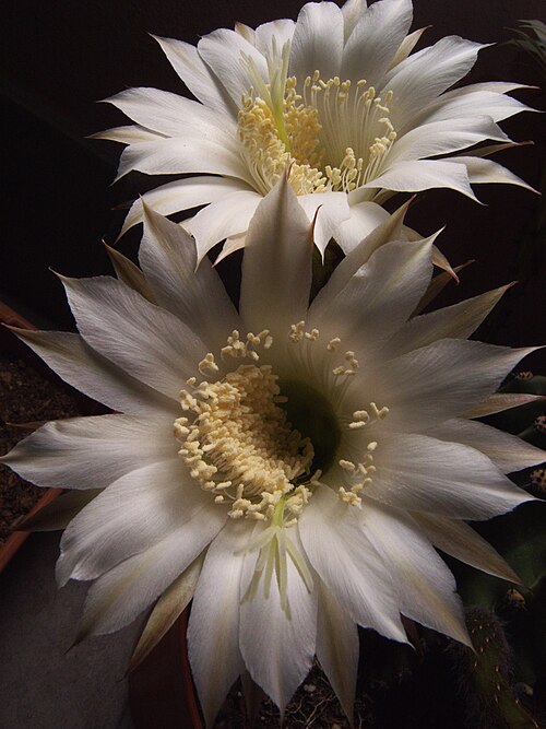 Easter Lily Cactus