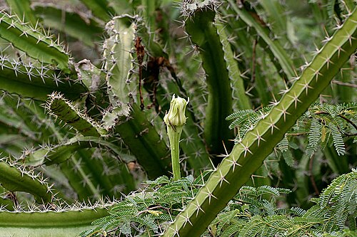Fairy Castle Cactus