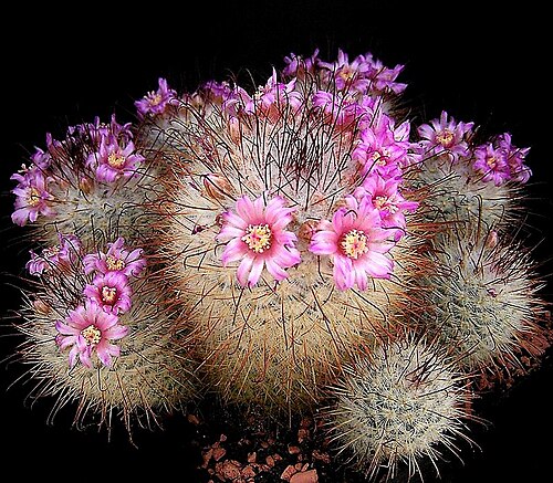 Fishhook Cactus