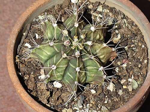 Moon Cactus
