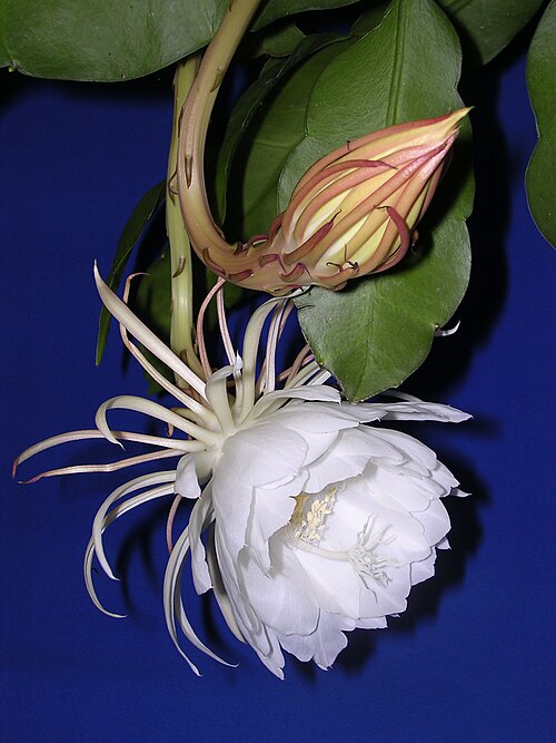 Queen of the Night