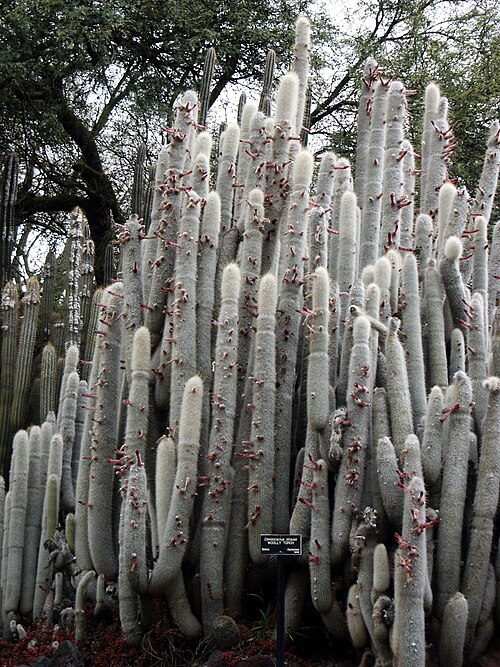 Silver Torch Cactus