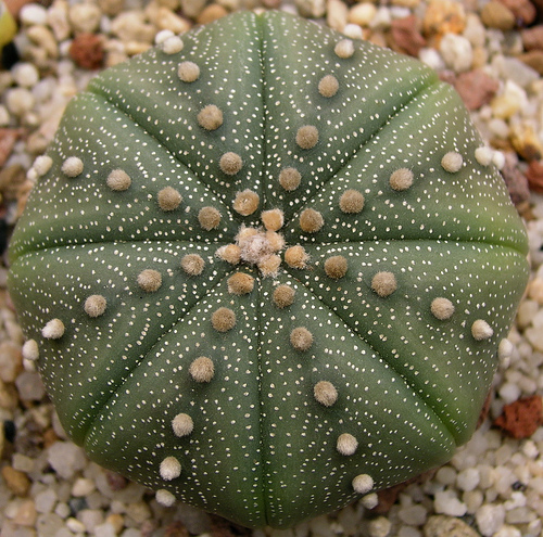 Star Cactus