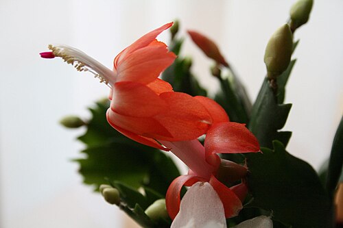 Thanksgiving Cactus