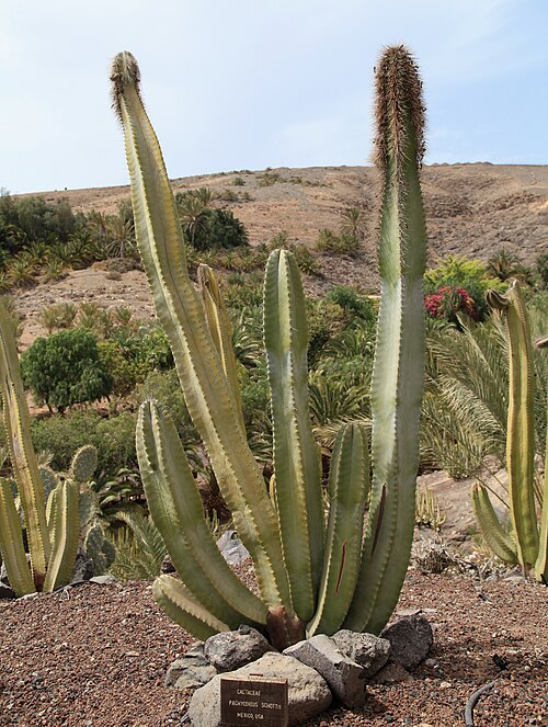 Totem Pole Cactus