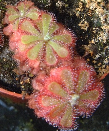 Alice Sundew