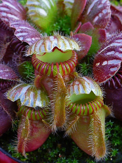 Australian Pitcher Plant