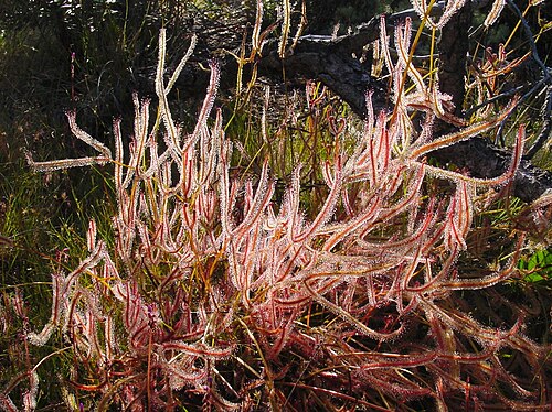 Fork-Leaved Sundew