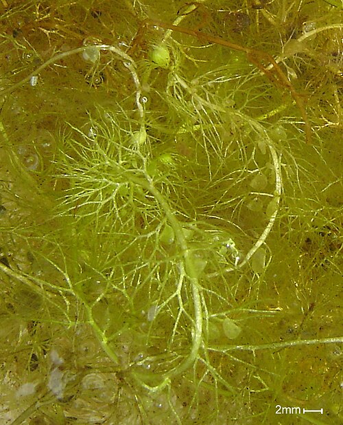 Greater Bladderwort