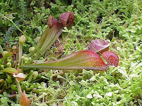 Parrot Pitcher Plant
