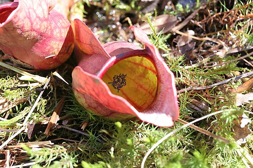 Purple Pitcher Plant