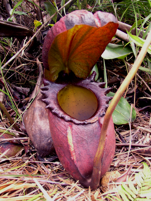 Rajah Pitcher Plant