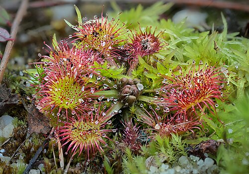 Round-Leaved Sundew