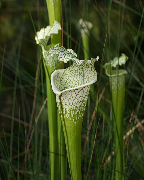 White-Topped Pitcher Plant
