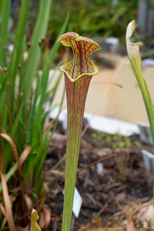 Yellow Pitcher Plant
