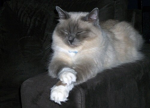 Birman