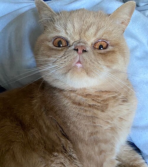 Exotic Shorthair