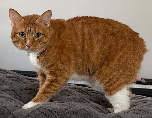 Manx