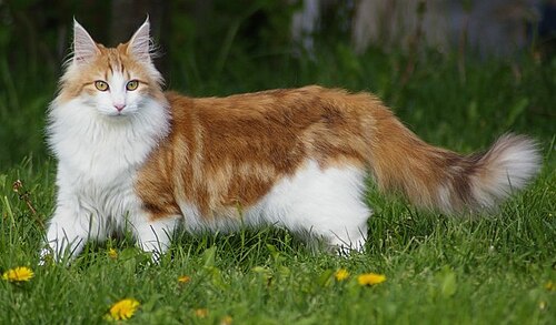 Norwegian Forest Cat