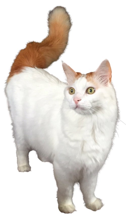 Turkish Van