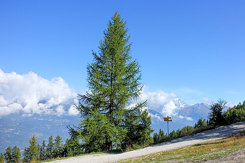 European Larch
