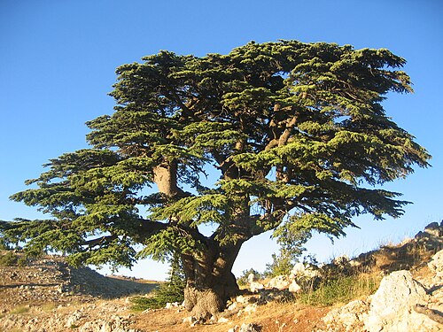 Lebanon Cedar